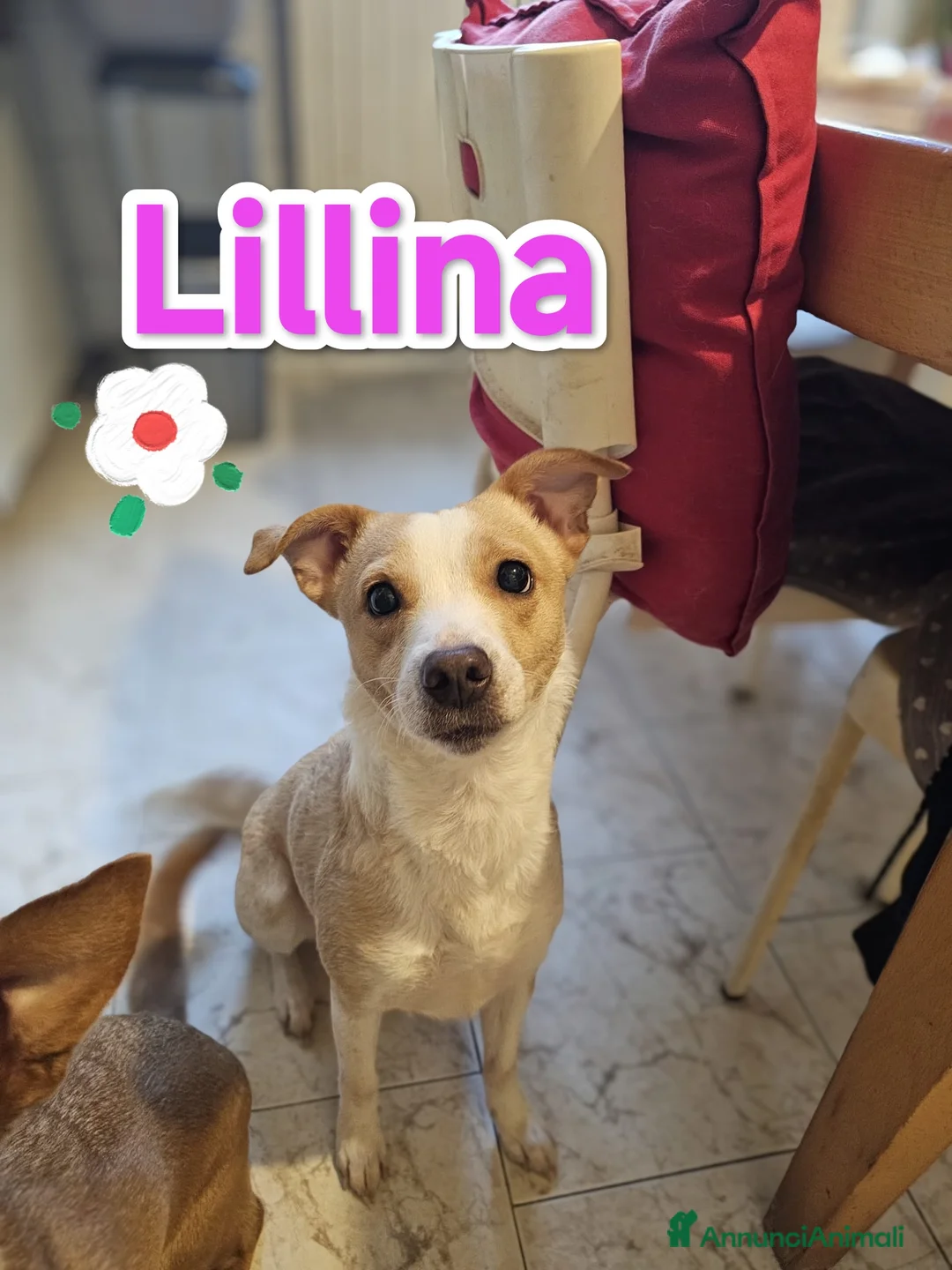 Meticcio cani in regalo: Lillina finirà in canile o rifugio  a Città metropolitana di Milano - Annuncio 1