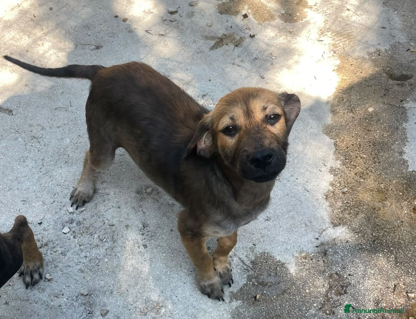 Meticcio cani in regalo: OMBRA MEDIO PICCOLA - Annuncio 2