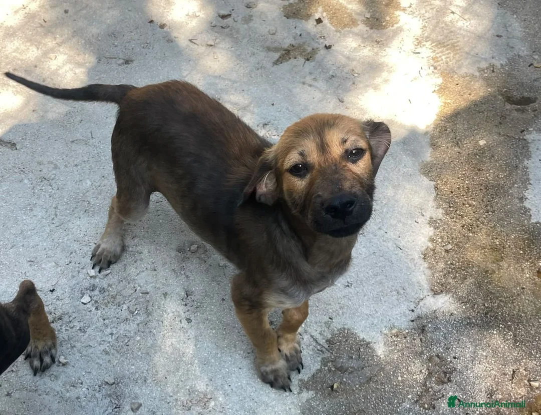 Meticcio cani in regalo: OMBRA MEDIO PICCOLA a Provincia di Piacenza - Annuncio 1