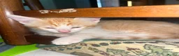 Altre razze gatti in regalo: Gattini in regalo  a Provincia di Verona - Annuncio 5