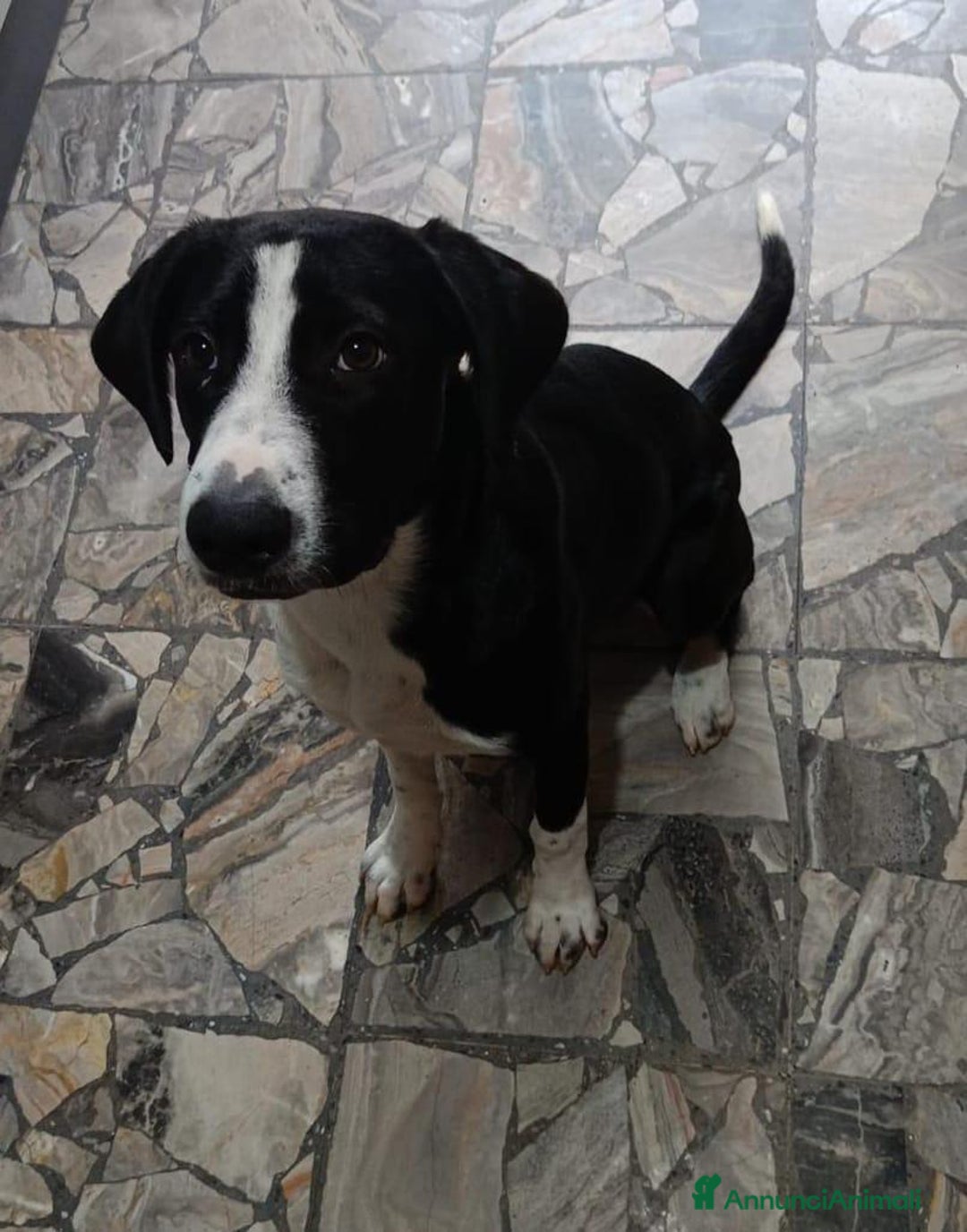 Altre razze cani in regalo: ATHENA - Annuncio 4