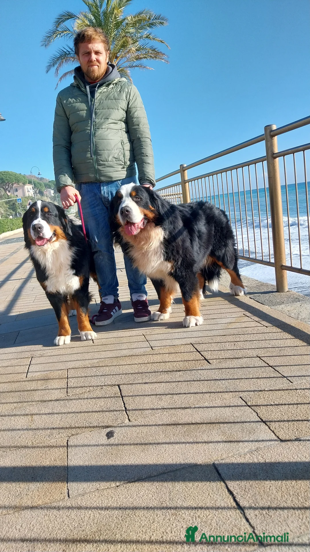 Bovaro del Bernese cani in vendita: Cuccioli bovaro del bernese liguria - Annuncio 2