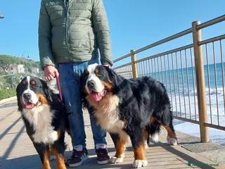 Bovaro del Bernese cani Cuccioli bovaro del bernese liguria - Annuncio 2