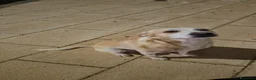 Meticcio cani in regalo: Rey cerca casa a Provincia di Taranto - Annuncio 4