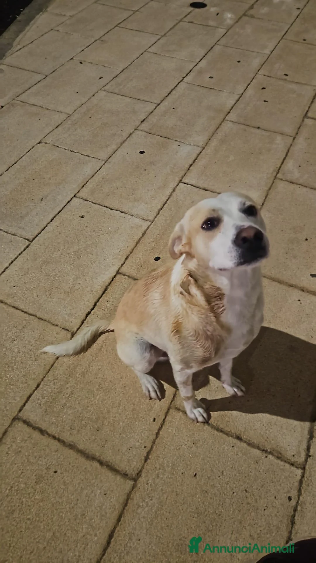 Meticcio cani in regalo: Rey cerca casa a Provincia di Taranto - Annuncio 4