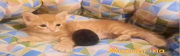 Europeo gatti in regalo: 🍊 MANDARINO CERCA CASA 🍊 - Annuncio 2