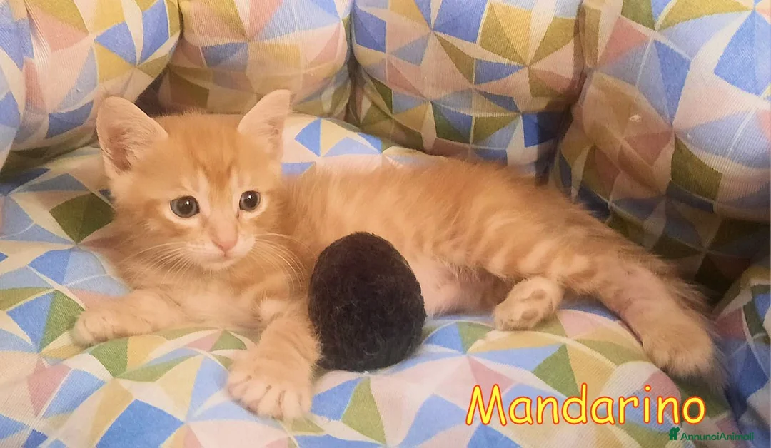 Europeo gatti in regalo: 🍊 MANDARINO CERCA CASA 🍊 - Annuncio 2