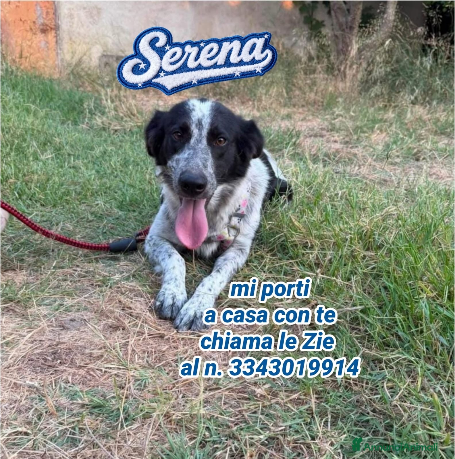 Meticcio cani SERENA 🩷 QUESTO SORRISO MERITA UNA CASA 🙏🏻🥹 - Annuncio 26