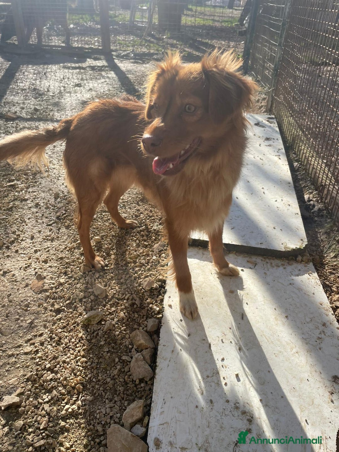 Meticcio cani in regalo: MEMOLE TAGLIA PICCOLA - Annuncio 6