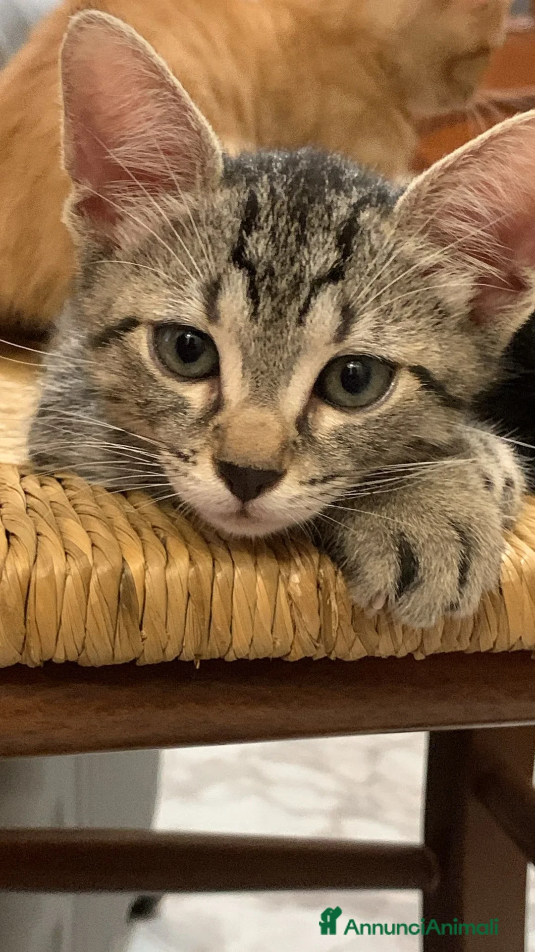 Meticcio gatti in regalo: Piccino, neanche 2 mesi  - Annuncio 2