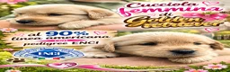 Golden Retriever cani in vendita:  Golden retriever pedigree ENCI 90% americani  - Annuncio 2