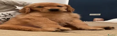 Golden Retriever 1