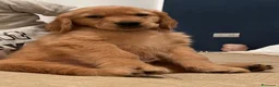 Golden Retriever cani in vendita: Cuccioli di Golden Retriever Americani 100% - Annuncio 2