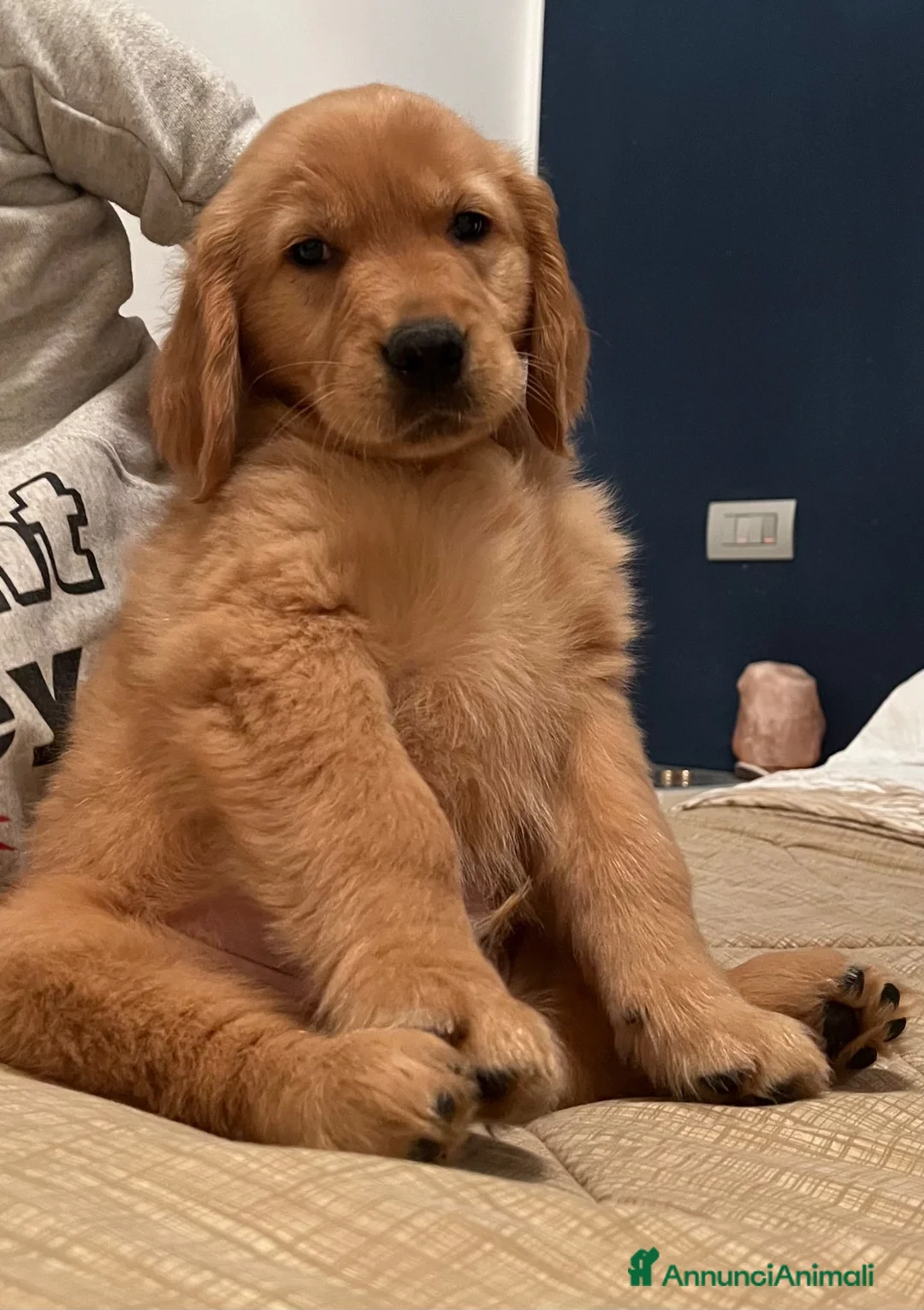 Golden Retriever cani in vendita: Cuccioli di Golden Retriever Americani 100% - Annuncio 2