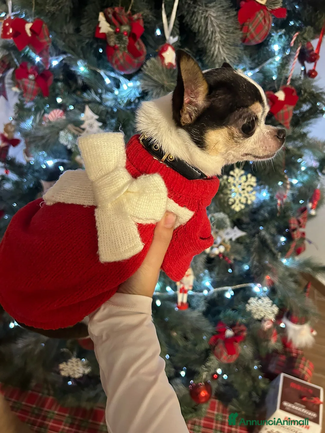 Chihuahua cani in regalo: Cane di chichaua  a Provincia di Taranto - Annuncio 2