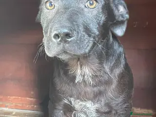 Meticcio cani IL TENERO SIMON ASPETTA TE - Annuncio 7