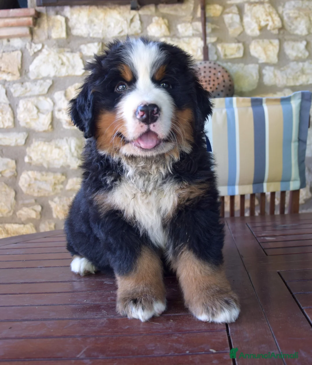 Immagine della galleria {{count}}