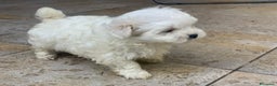 Maltese cani in vendita: Maltese cerca casa - Annuncio 2