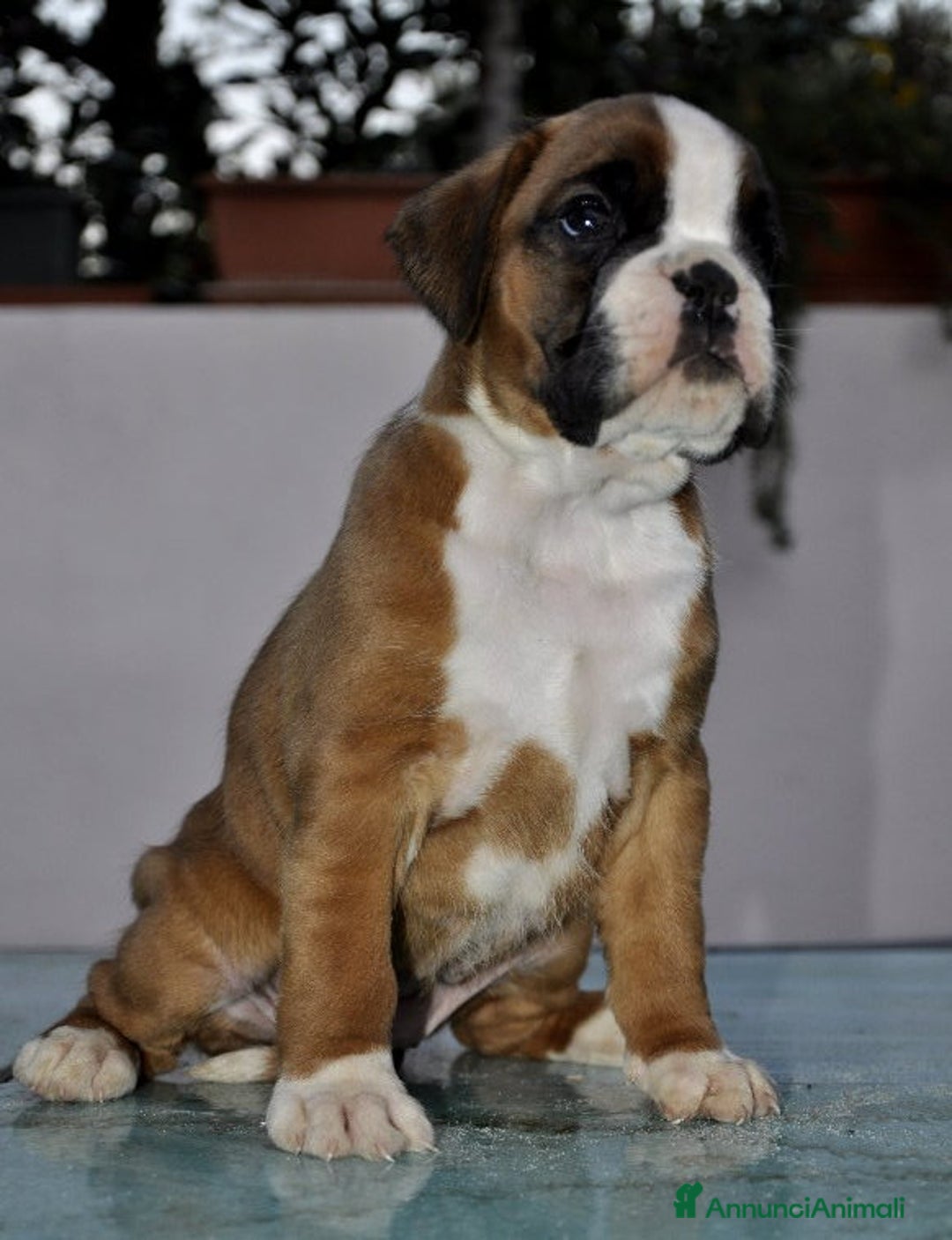 Boxer cani in vendita: BOXER CUCCIOLI DISPONIBILI - Annuncio 6