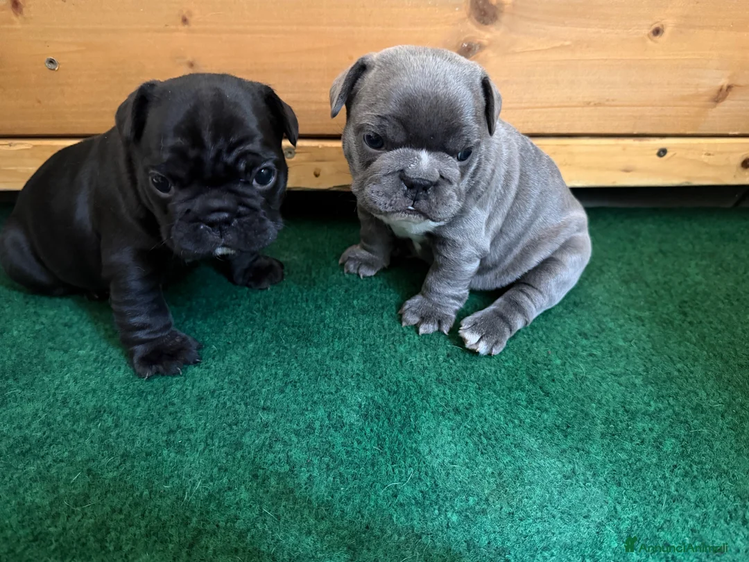 Bulldog Francese cani in vendita: Bulldog francese  a Provincia di Varese - Annuncio 3