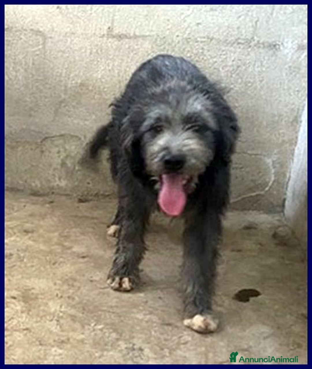 Altre razze cani in regalo: LAGUNA giovane tg media - Annuncio 3