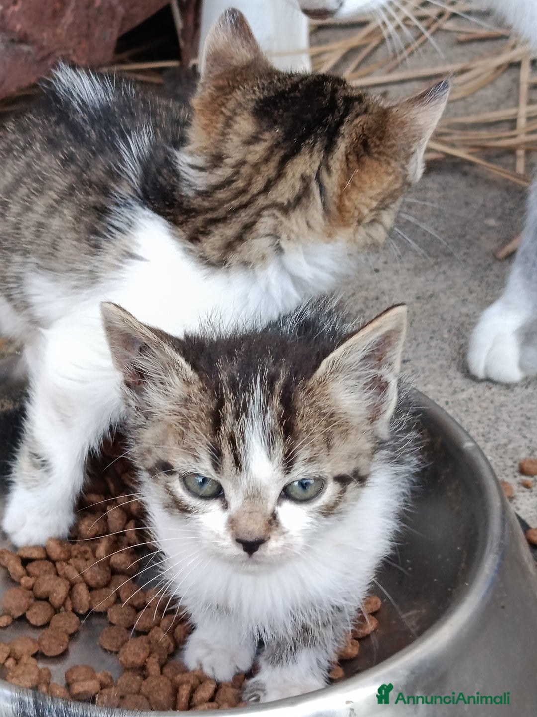 Altre razze gatti in regalo: Gattini - Annuncio 3