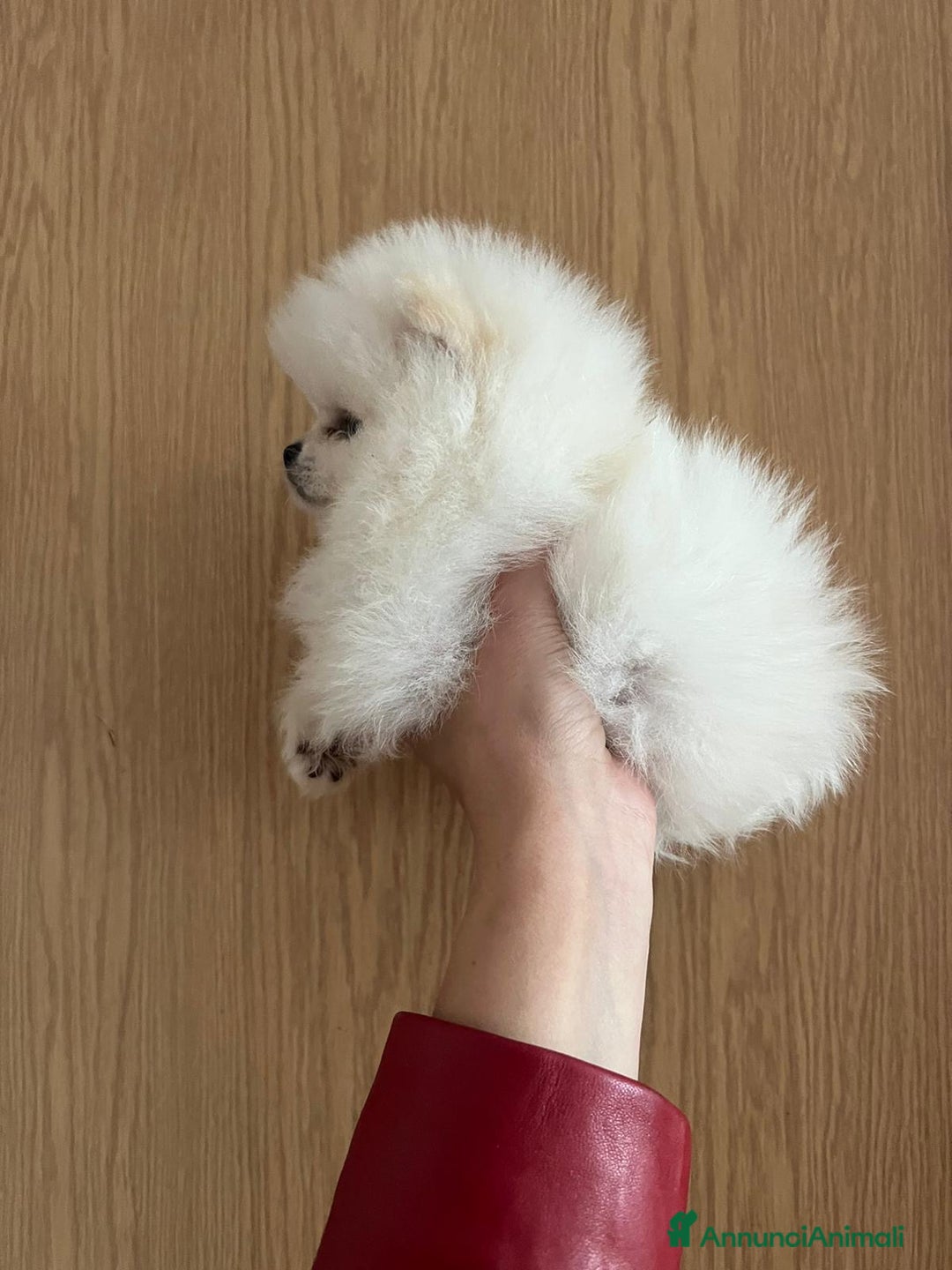 Volpino Pomerania cani in vendita: Pomerania  - Annuncio 4