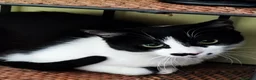 Europeo gatti in regalo: Jimmy, giocherellone e tutte fusa  a Provincia di Bergamo - Annuncio 2