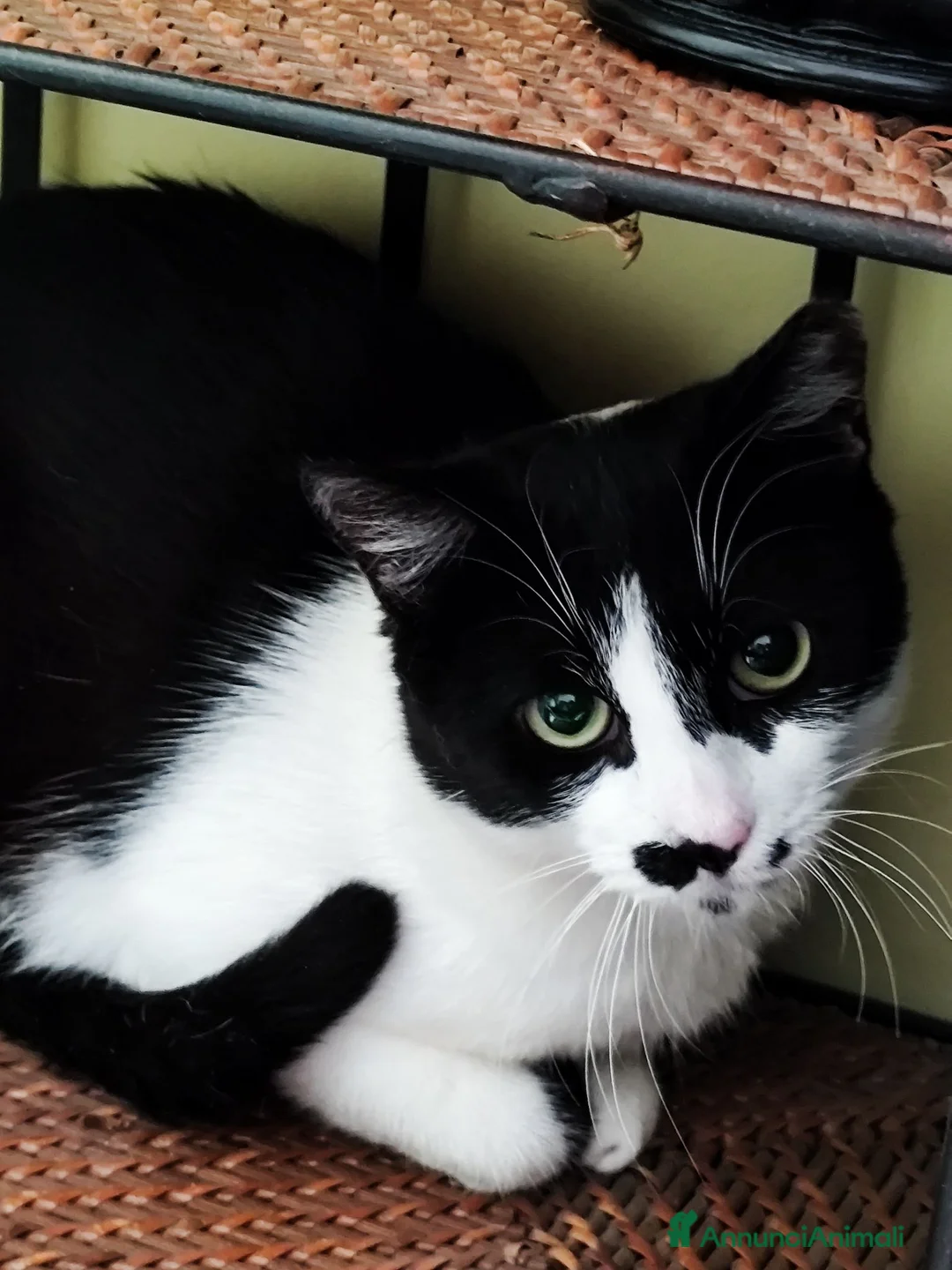 Europeo gatti in regalo: Jimmy, giocherellone e tutte fusa  a Provincia di Bergamo - Annuncio 2