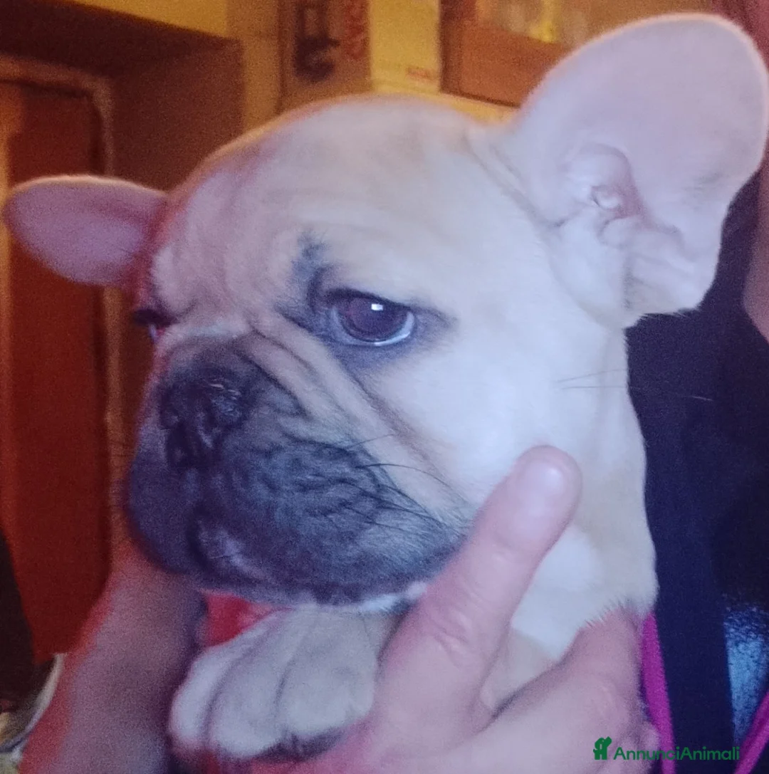 Bulldog Francese cani in vendita: Bouledogue Francese  - Annuncio 1