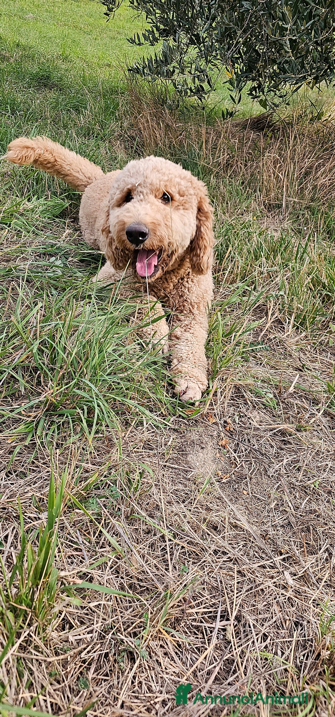 Altre razze cani per accoppiamento: Golden Doodle F1B per accoppiamento  - Annuncio 4