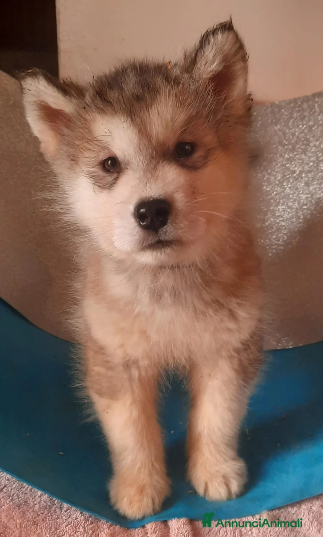 Alaskan Malamute cani in vendita: Alaskan Malamute cuccioli  - Annuncio 3