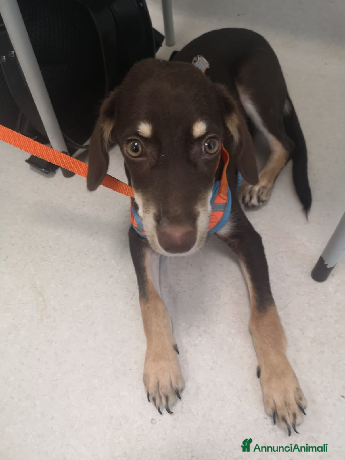 Meticcio cani 2anni Tommy occhi ambra in box da cucciolo.CALABRI - Annuncio 40