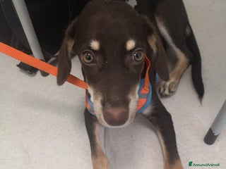 Meticcio cani 2anni Tommy occhi ambra in box da cucciolo.CALABRI - Annuncio 40