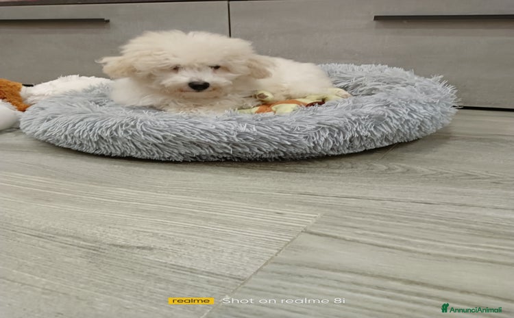 Meticcio cani Maltipoo barboncino maschio  - Annuncio 10