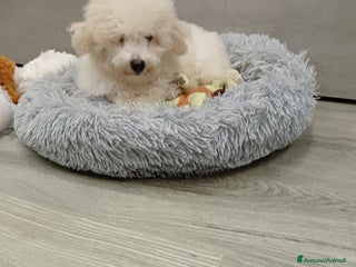 Meticcio cani Maltipoo barboncino maschio - Annuncio 22