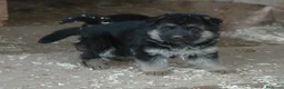 Pastore Tedesco cani in vendita: PASTORI TEDESCHI - Annuncio 26