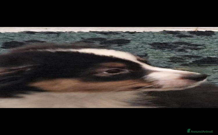 Australian Shepherd cani - Annuncio 5