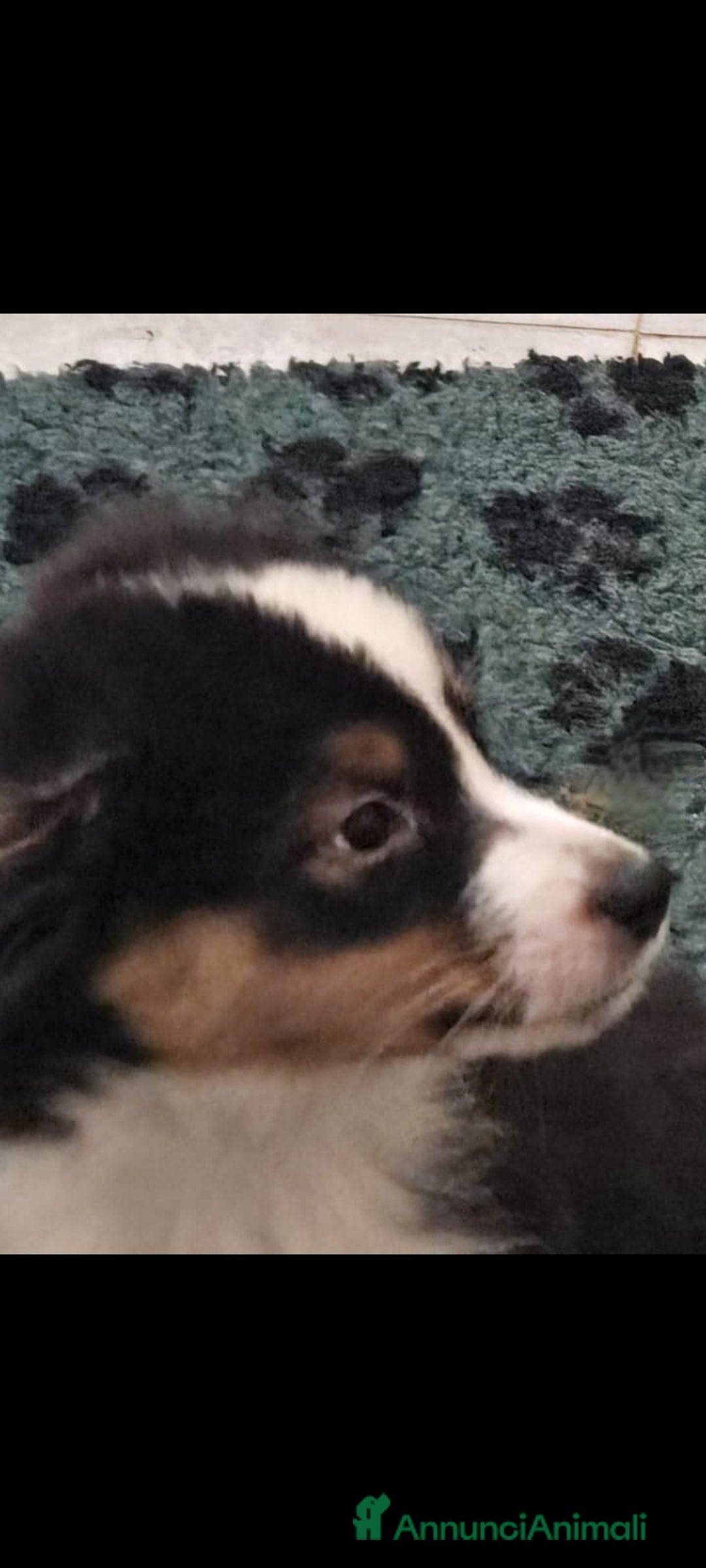 Australian Shepherd cani in vendita: Splendido cucciolo di pastore australiano - Annuncio 1