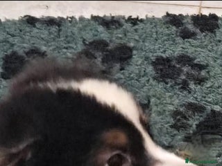 Australian Shepherd cani Splendido cucciolo di pastore australiano - Annuncio 39