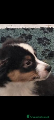 Australian Shepherd cani - Annuncio 2