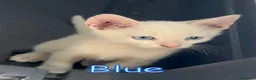Europeo gatti in regalo: BLUE SPLENDIDO GATTINO - Annuncio 9