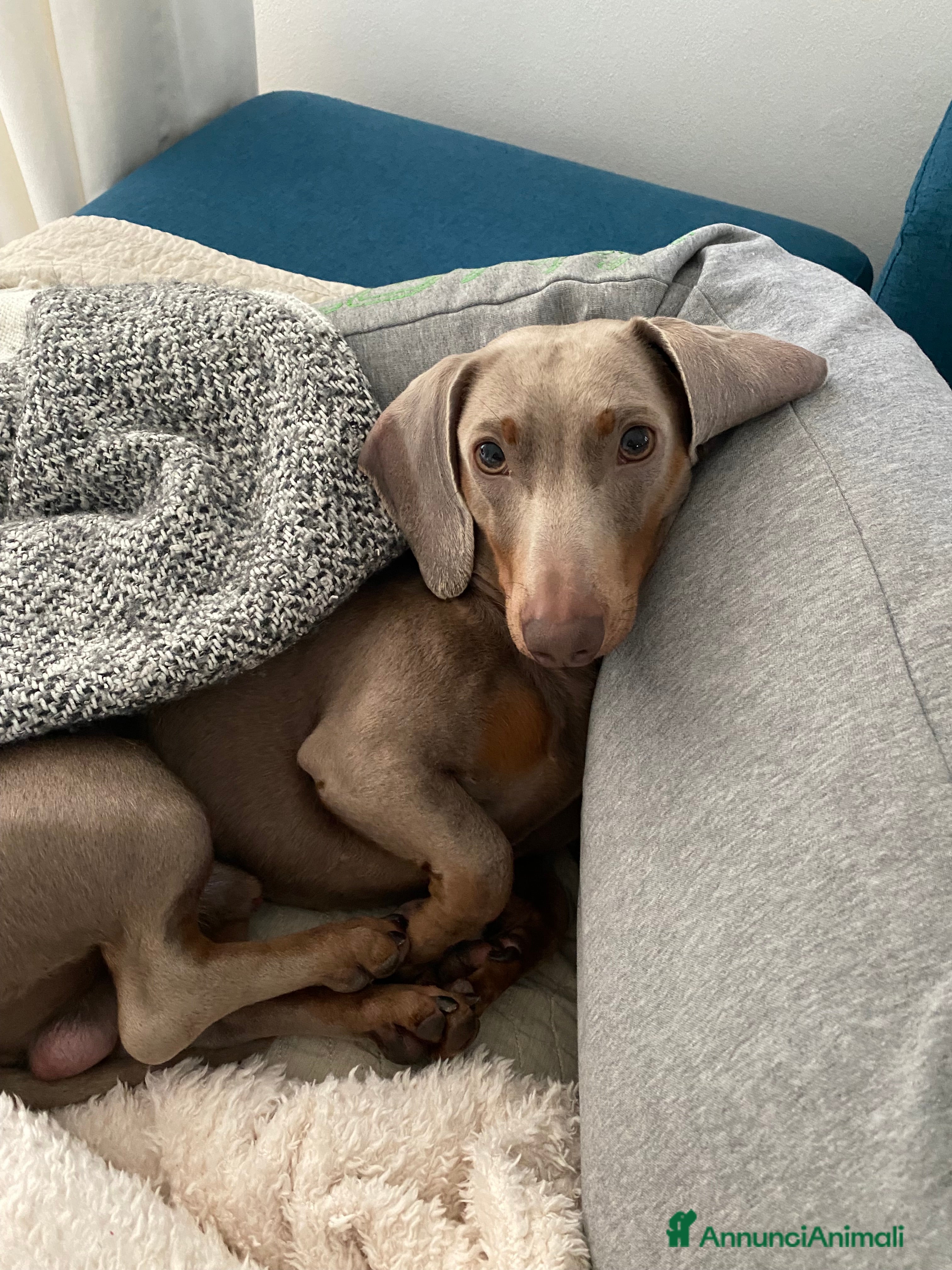 Bassotto cani Bassotto nano Isabella disponibile per monta.  - Annuncio 32