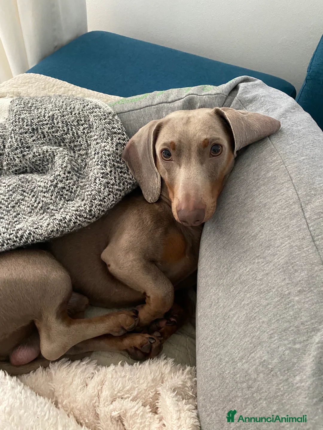 Bassotto cani per accoppiamento: Bassotto nano Isabella disponibile per monta.  - Annuncio 1