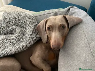 Bassotto cani Bassotto nano Isabella disponibile per monta. - Annuncio 32