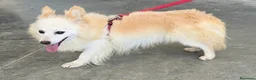 Meticcio cani in regalo: Linus 6 anni Taglia piccola  - Annuncio 5
