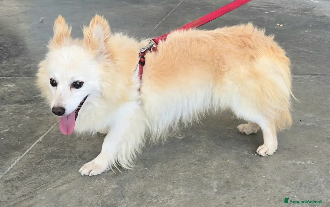 Meticcio cani in regalo: Linus 6 anni Taglia piccola  - Annuncio 5
