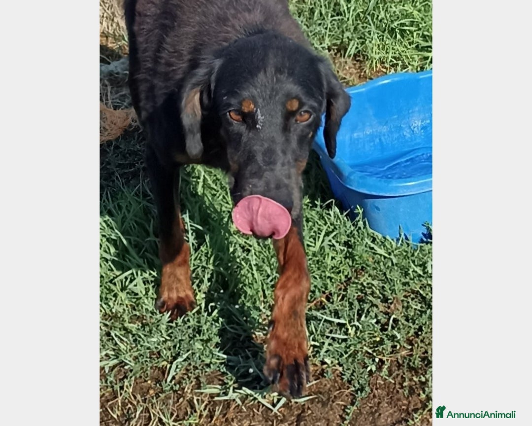 Meticcio cani in regalo: LUCKY Cane simil segugetto Maschio a Latina - Annuncio 3