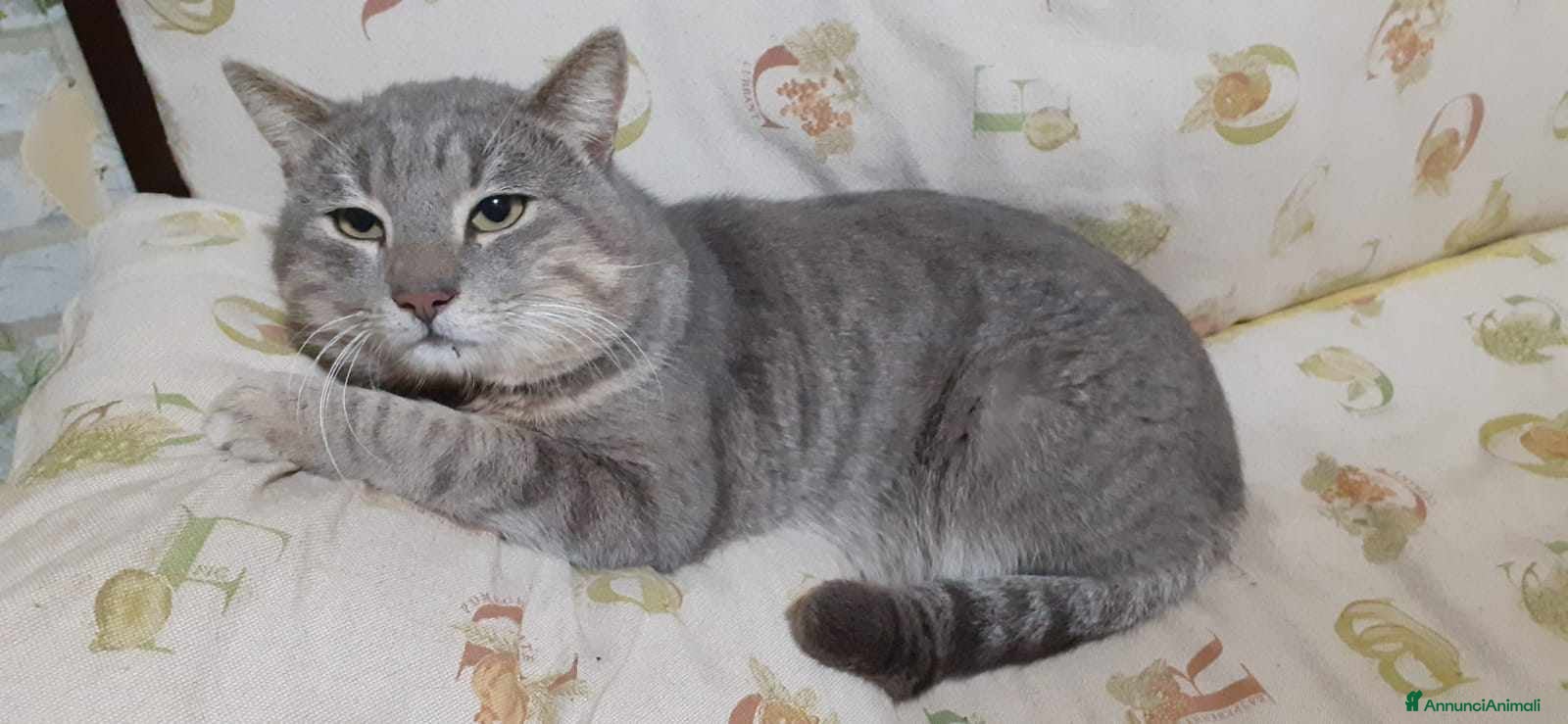 Europeo gatti coccolone morfeo in regalo a Città metropolitana di Catania - Annuncio 6