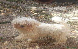 Maltese cani in vendita: cuccioli maltese mini toy - Immagine 3